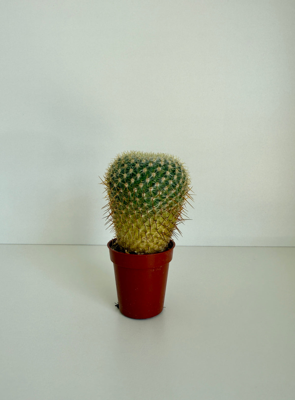 Cactus Plant Style 1