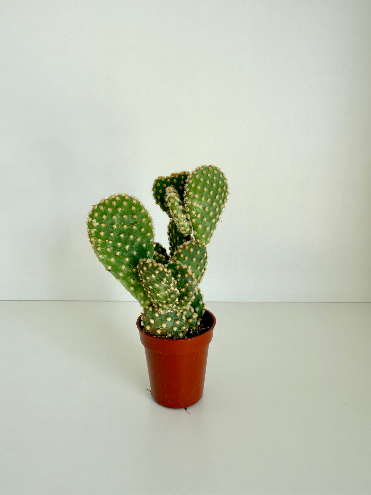 Cactus Plant Style 3
