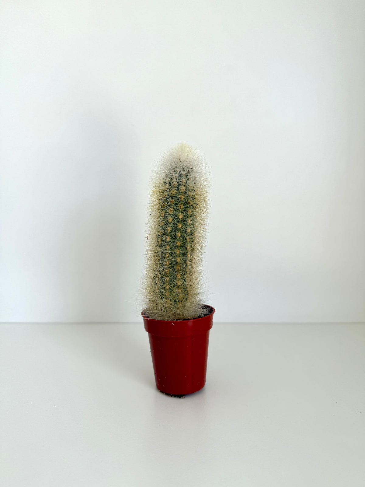 Cactus Plant Style 5