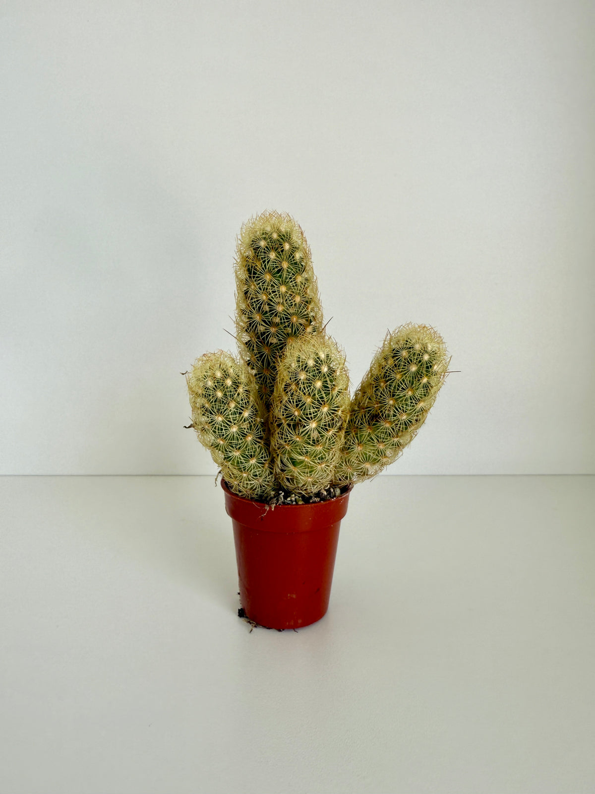 Cactus Plant Style 2